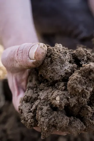 Hand greift in humusreichen Boden