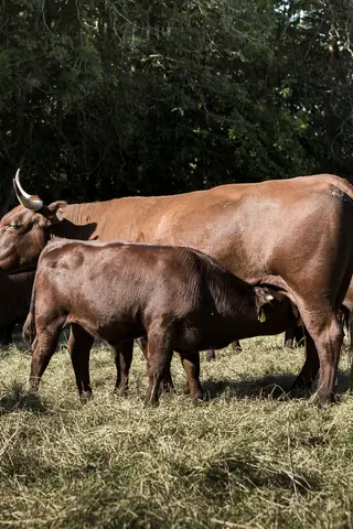 Kalb trinkt Milch von der Kuh