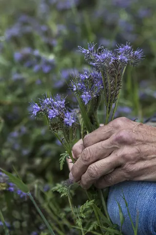 Blume in einer Hand