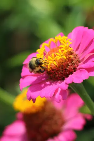 Biene auf Blume