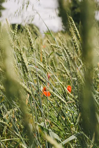 Feld mit Mohnblumen