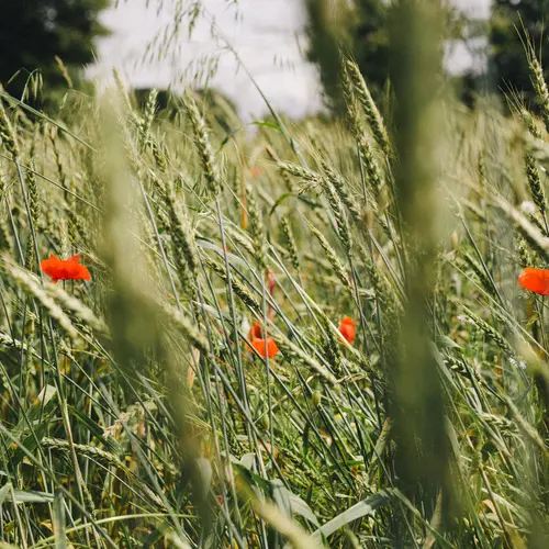 Feld mit Mohnblumen