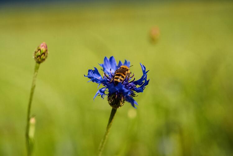 Biene auf einer Kornblume