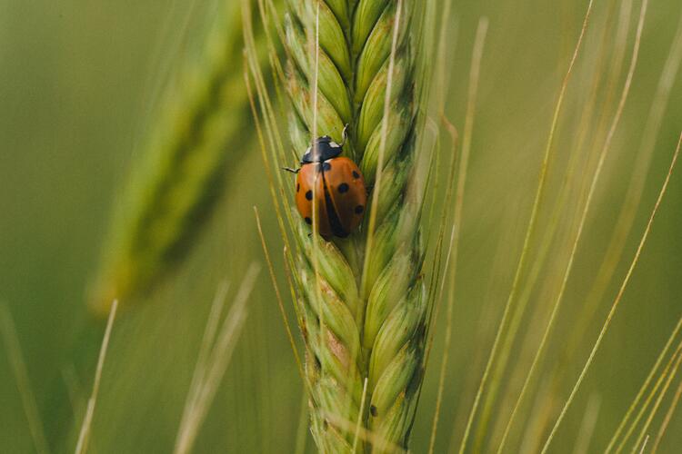 Marienkäfer auf einer Getreideähre