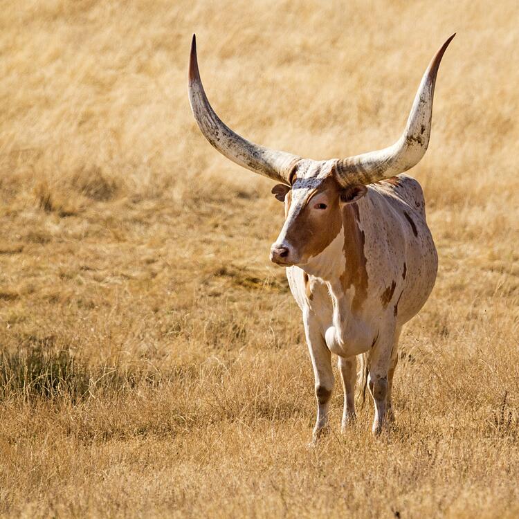 Watusi-Rind in der Steppe mit langen Hörnern