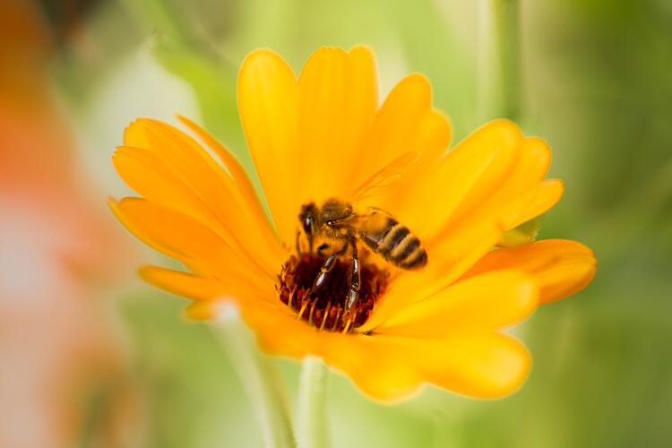 Biene auf Blüte