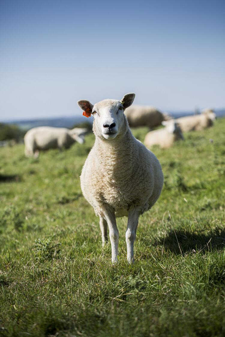 Schaf auf Weide