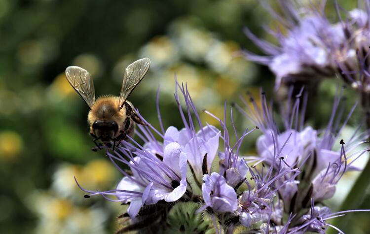 Ein Hummel sitzt auf einer Phacelia