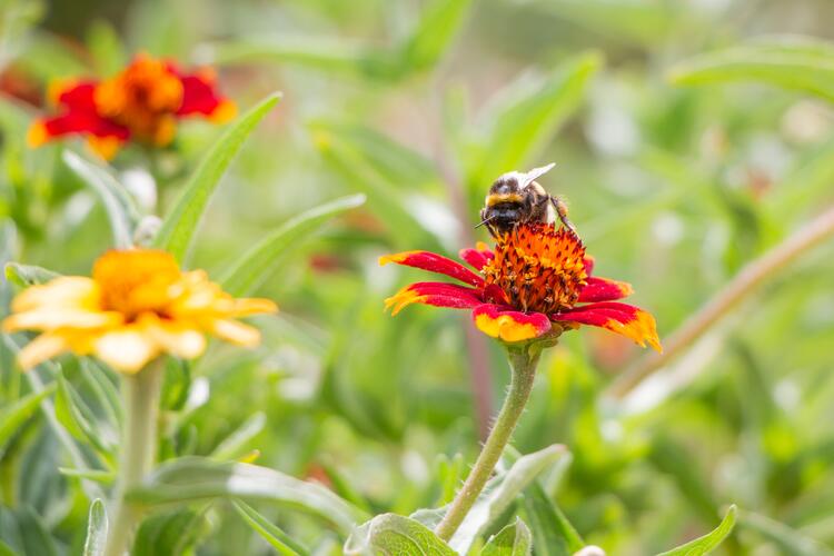 Hummel sitzt auf einer Blüte