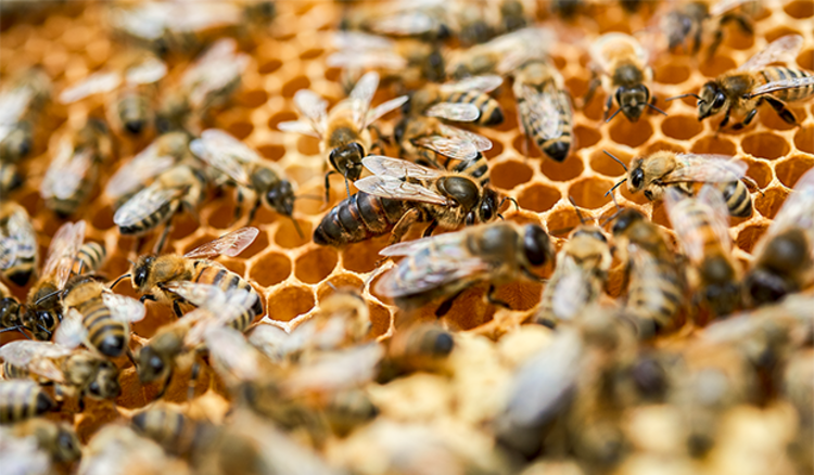 Bienen auf Waben