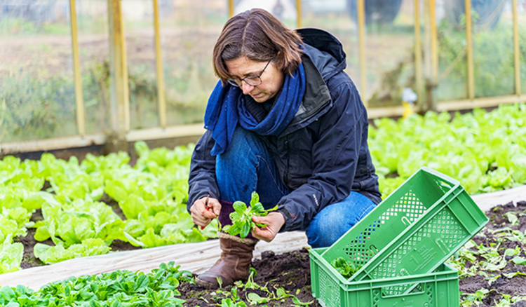 Annette Glaser erntet Salat