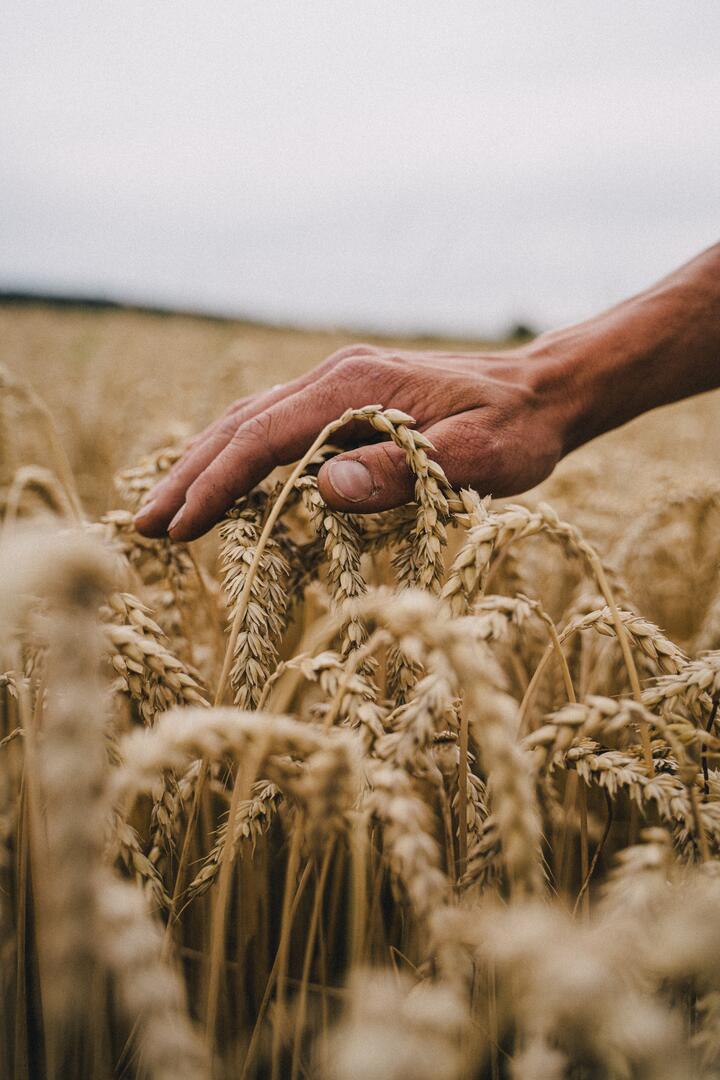 Hand streicht über Dinkelähren in einem Feld