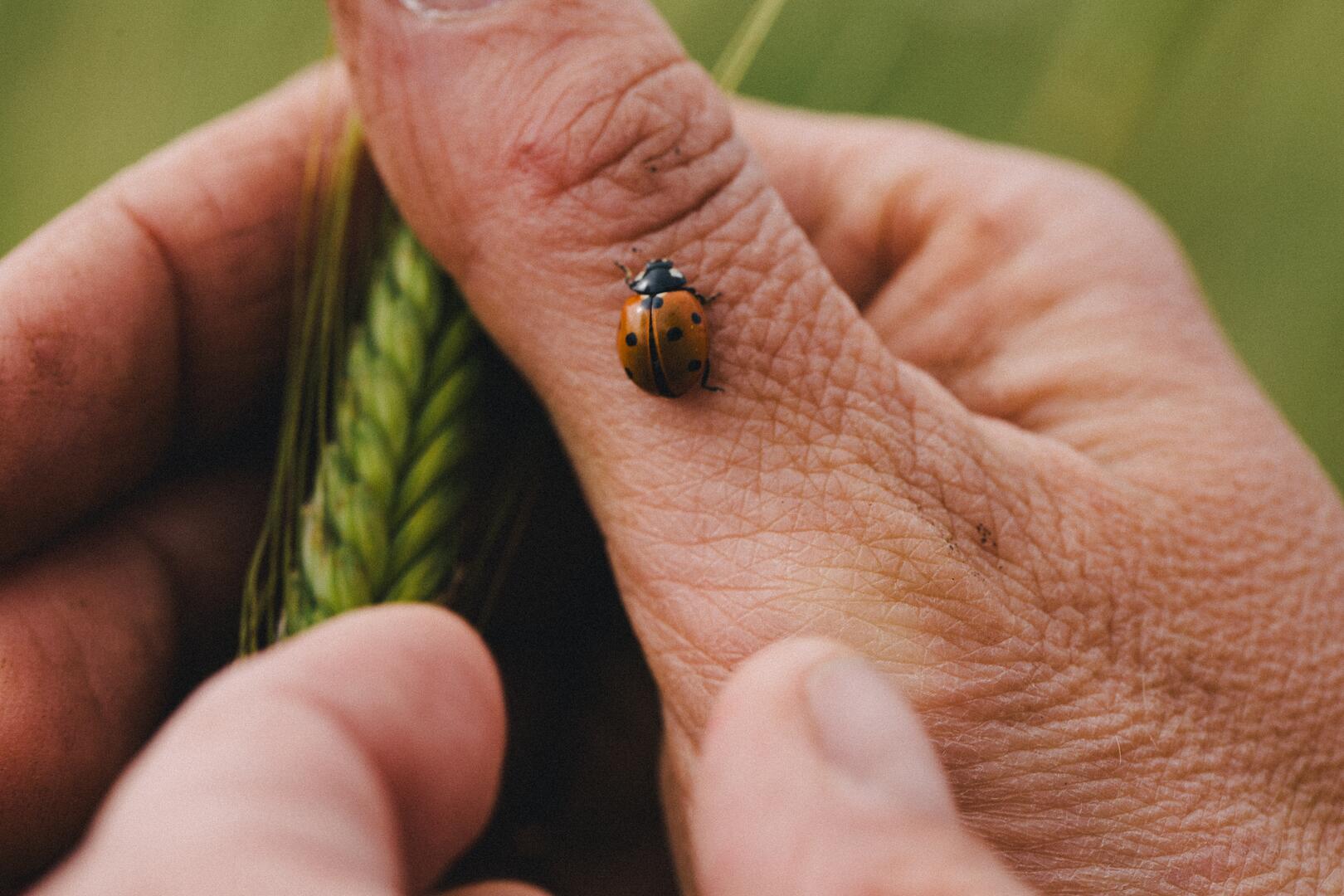 Marienkäfer auf Hand, die Getreideähre hält