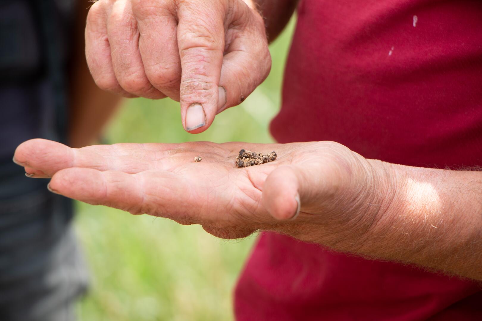 Mann hält Rote Bete-Saatgut in der Hand