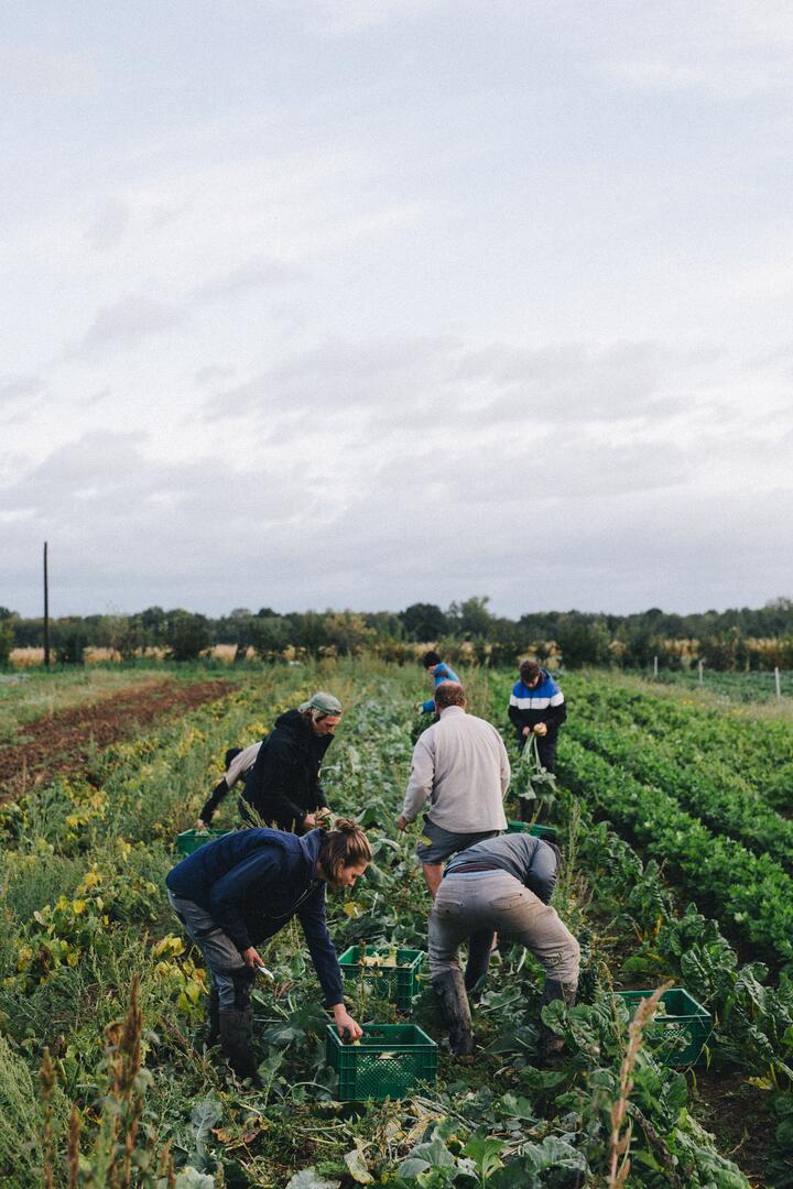 Menschen ernten Gemüse auf Feld