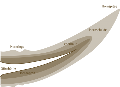 Anatomie des Hornes