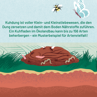 Kuhdung ist voller Klein- und Kleinstlebewesen, die den Dung zersetzen und damit dem Boden Nährstoffe zuführen. Ein Kuhfladen im Ökolandbau kann bis zu 156 Arten beherbergen – ein Musterbeispiel für Artenvielfalt! Abgebildet ist ein Kuhfladen mit Würmern und Insekten