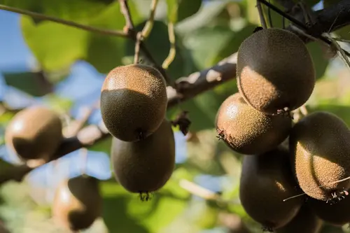 Kiwis an einem Baum