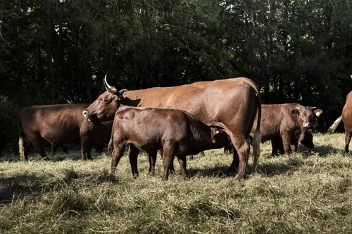 Kalb trinkt Milch von der Kuh