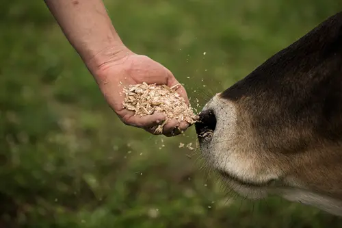 Kuh schnuppert an Hand mit Futter