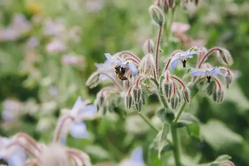 Biene auf Blume