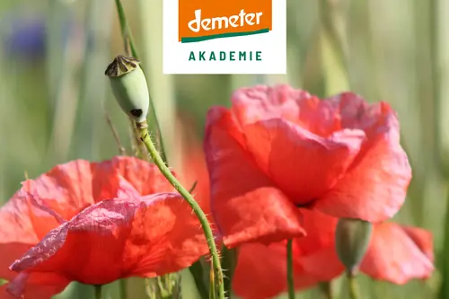 Demeter Akademie