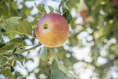 Apfel an Baum