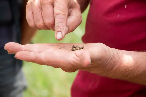 Mann hält Rote Bete-Saatgut in der Hand