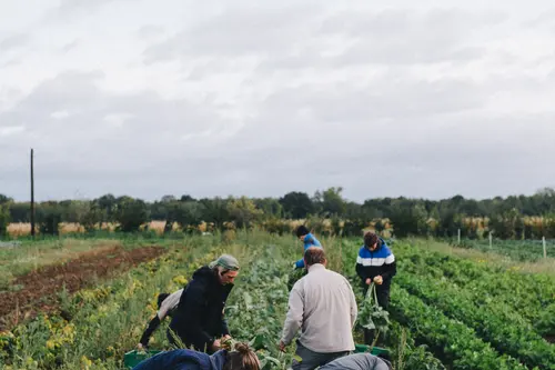 Menschen ernten Gemüse auf Feld