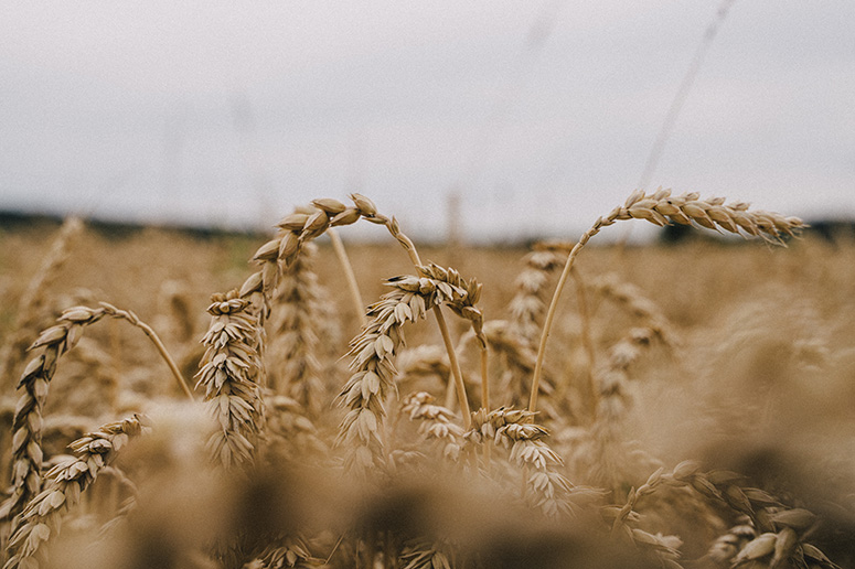 Ähren im Feld